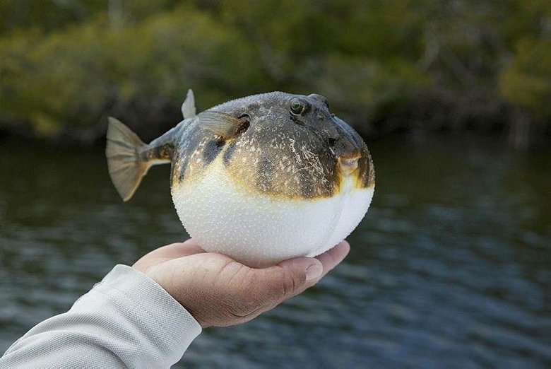 Ege Üniversitesinde düzenlenen seminerde balon balığının tehlikelerine dikkat çekildi