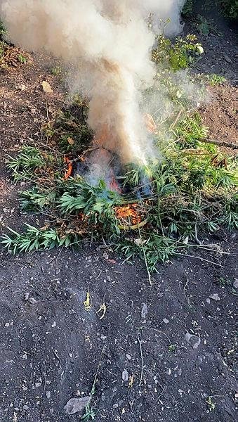 Kenevir ekenler fotokapanla tespit edildi