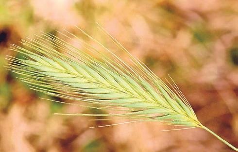 Evcil dostunuz baharı keyifli geçirsin