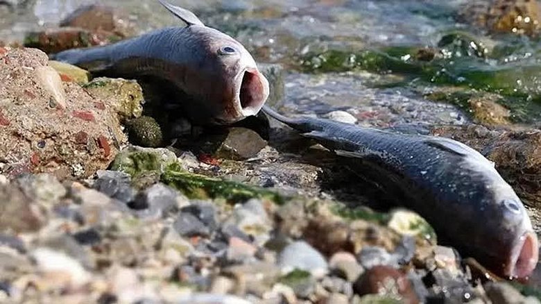 İzmir Körfezi’ndeki balık ölümlerini ne tetikledi? Uzmanından dikkat çeken açıklama