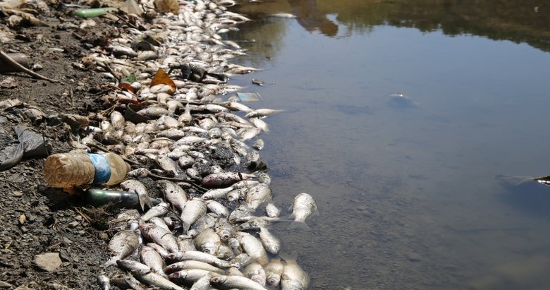 Kula Göleti’nde su çekildi, binlerce balık telef oldu