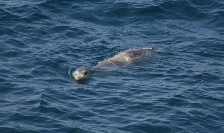 Bodrum’da yaralı fok ihbarı ekipleri alarma geçirdi
