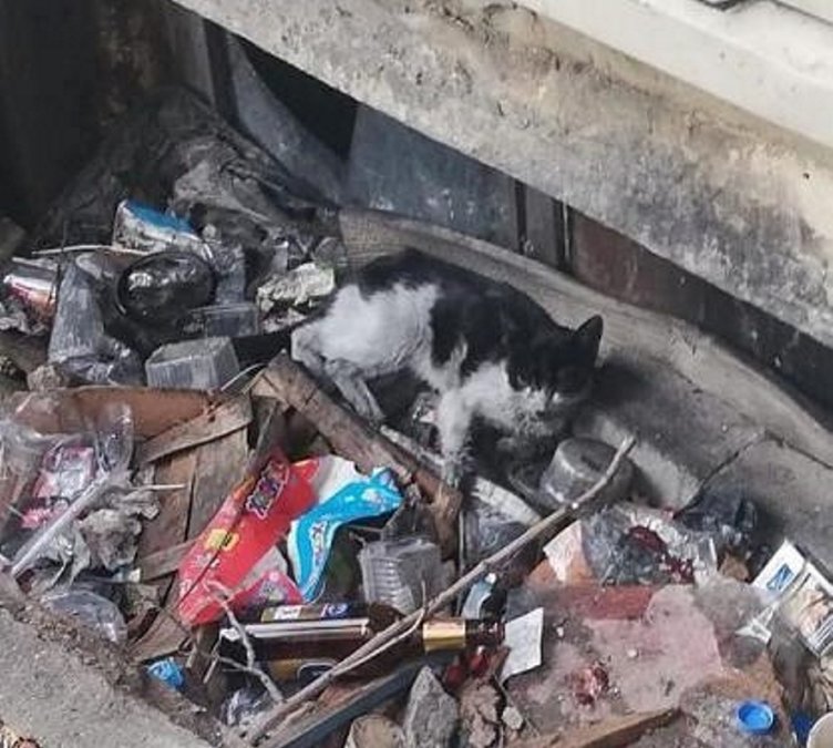 İzmir’de kediyi kurtarmak için seferber oldular