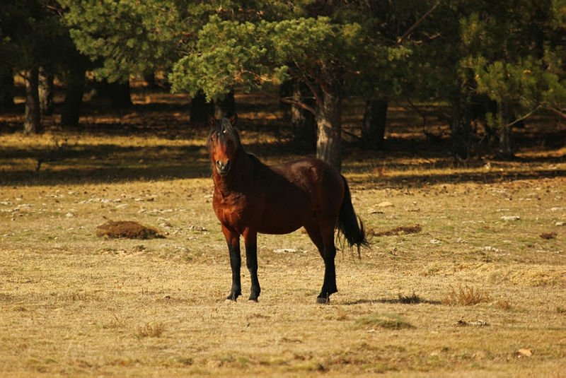 Afyonkarahisar’daki yılkı atları, doğal ortamında görüntülendi