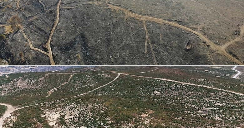 3 bin 500 futbol sahası büyüklüğünde alan yanmıştı! Yeniden yeşermeye başladı