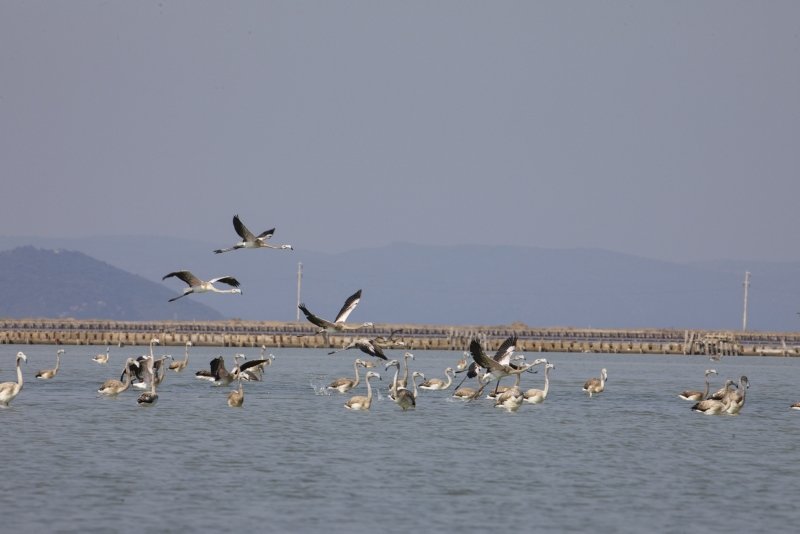 Minik flamingolar İzmir Kuş Cenneti’nde kanat çırpıyor