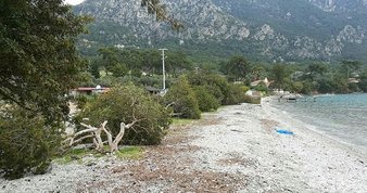 Akbük Koyu’nda kesilen ağaçların yerine 120 ağaç dikildi