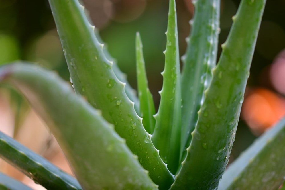 Aloe Vera bitkisine nasl baklr? Aloe Vera nasl kullanlr?