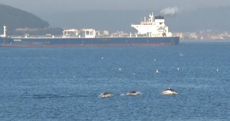 Yunuslar Çanakkale Boğazı’nda şov yaptı