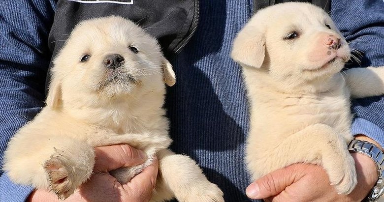 Tarım ve Orman Bakanlığınca 629 binden fazla ev hayvanı kimliklendirildi