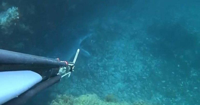 Bozcaada’da dalış yaparken görüntüledi: Davranışları aynen bir köpek gibiydi