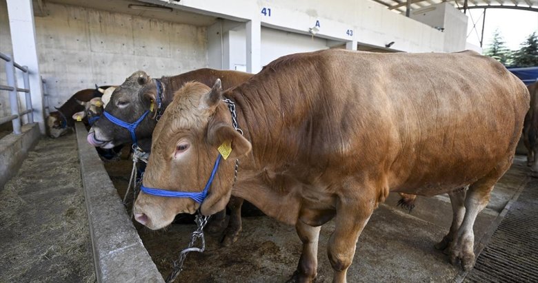 Kurban Bayramı’nda 3 milyon 200 bin kurban kesilecek