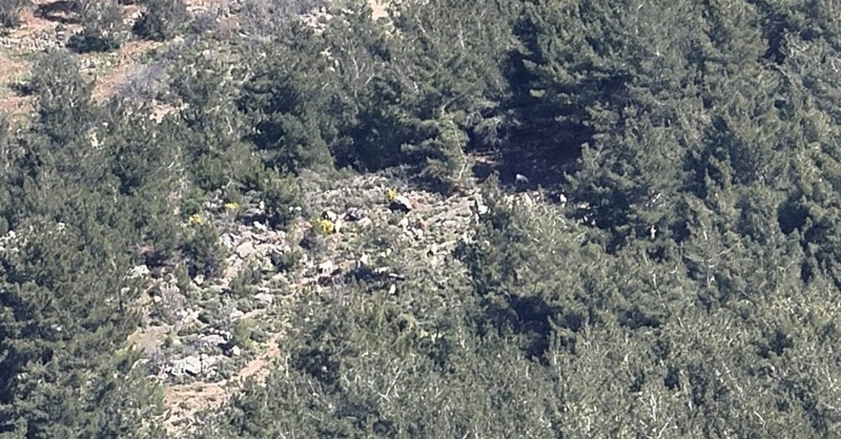 Balıkesir'de 50 tanesi birden kaybolan küçükbaş hayvanlar bulundu!