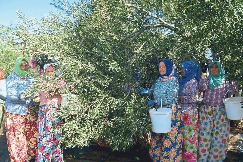 ayvalikta-zeytin-hasadi-dualarla-basladi-1790966131655.jpeg