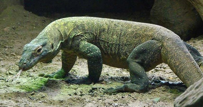 Ege’de Komodo ejderi paniği