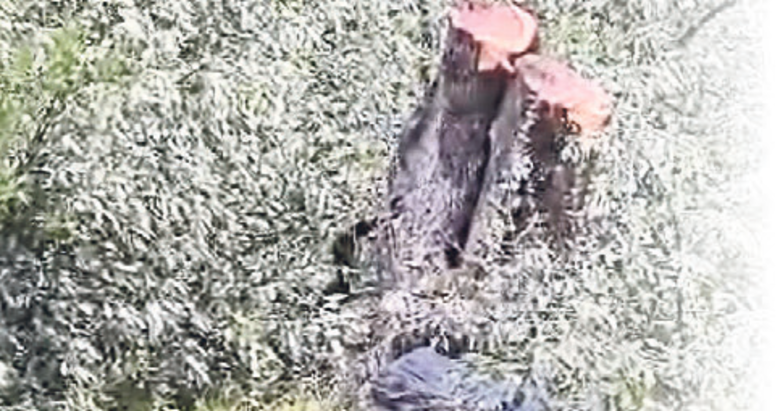 Milas’ta ağaç kıyımı