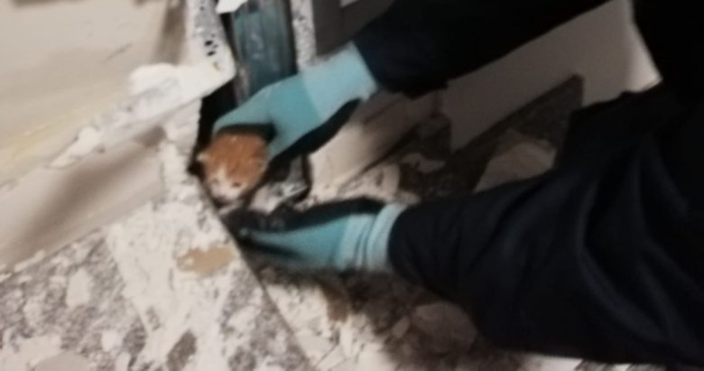 Manisa’da havalandırma boşluğuna düşen kedi duvar kırılarak kurtarıldı