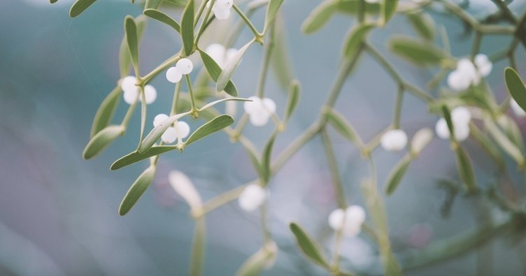 Ökse otunun faydaları nelerdir? Ökse otu nasıl kullanılır?