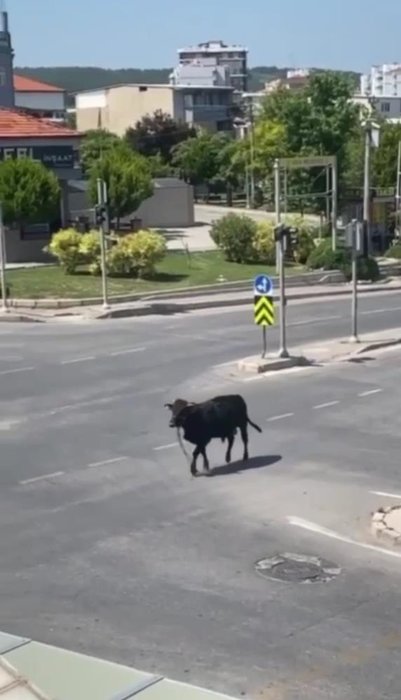 İzmir’de kurban manzarası! Danalar kaçtı, sahipleri kovaladı