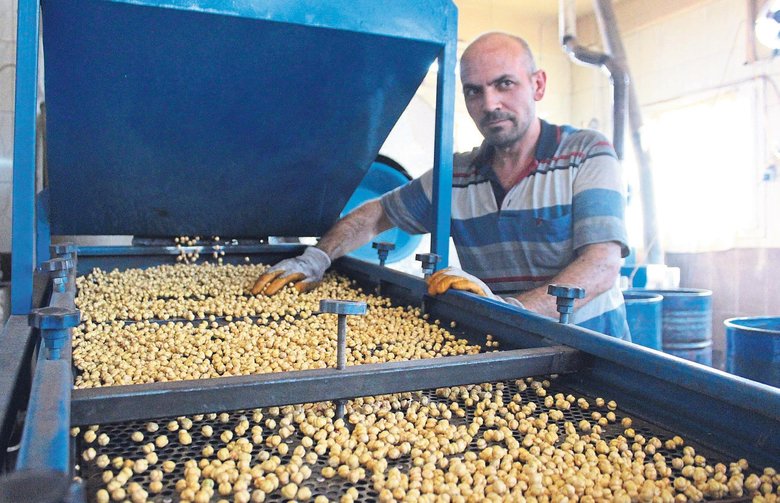 Denizli’den dünyaya leblebi gönderiyorlar