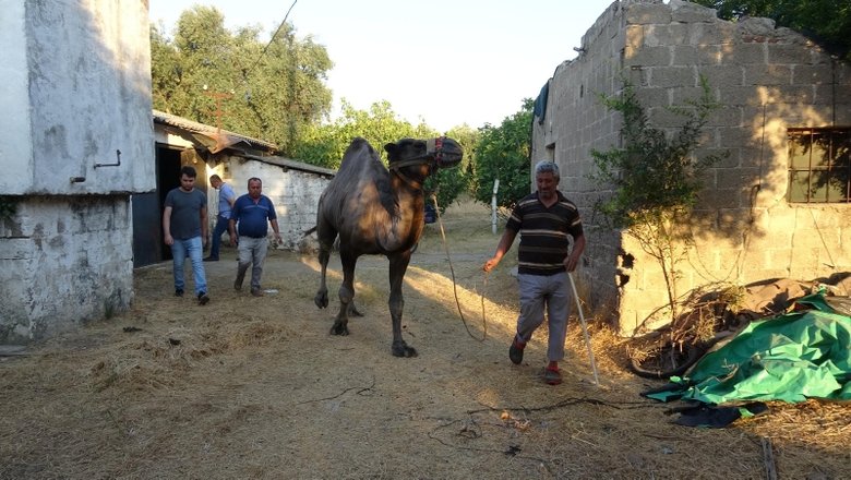 Aydınlıların kurbanlık tercihi deve oldu