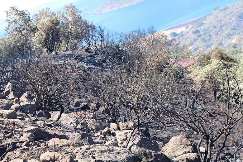 İzmir’deki yangında 200 dönüm alan küle döndü