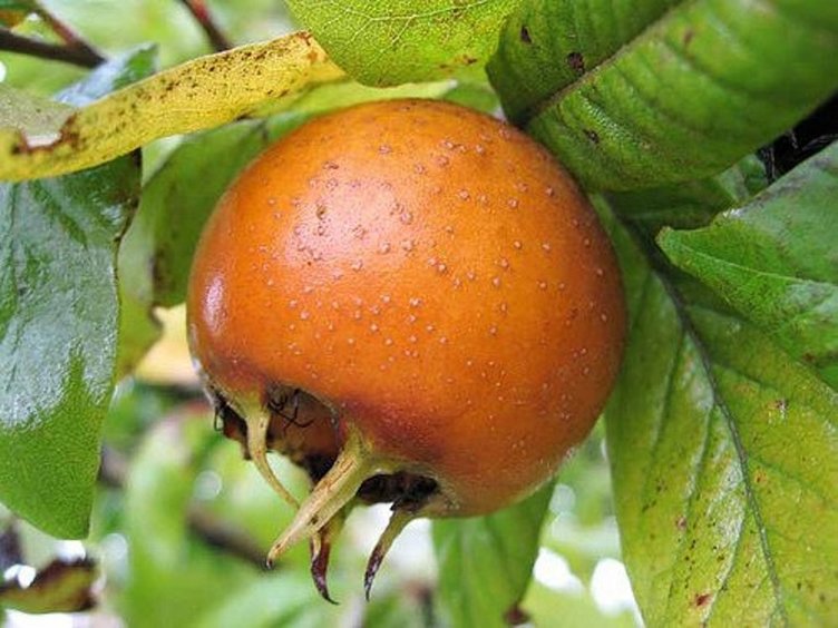 Muşmulanın faydaları nelerdir? Muşmula çekirdeği hangi hastalıklara iyi gelir?