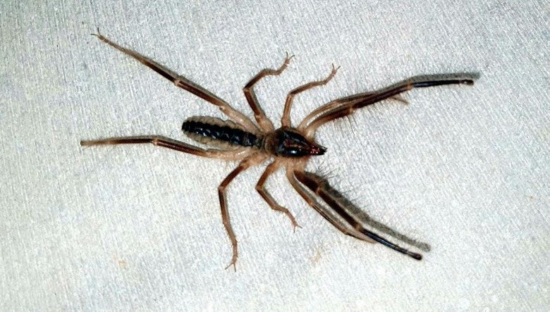 Tehlikeli ’Çöl Örümceği’ Aydın’da ortaya çıktı