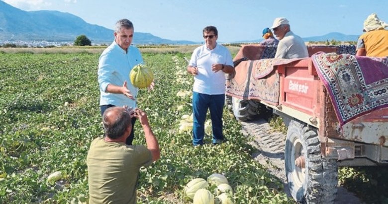 Meşhur Kırkağaç kavununda ilk hasat gerçekleşti