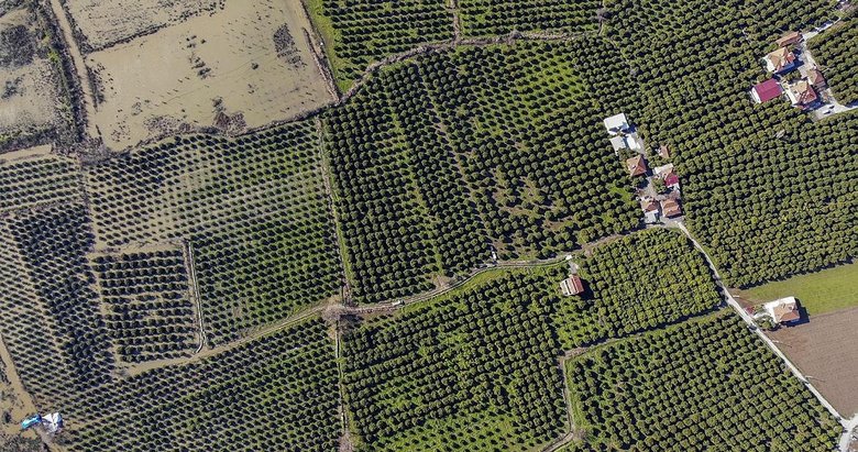 Su altında kalan narenciye bahçeleri havadan görüntülendi