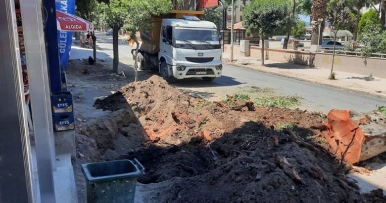 CHP’li belediye 80 yıllık ağaçları kesti! Dikili’de tepki çeken görüntüler