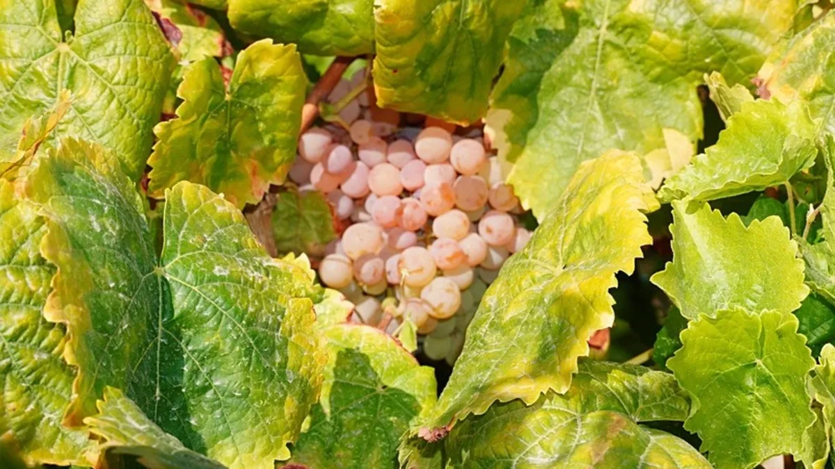 Manisa'da Çilek Tadı Veren Bronx Seedless Üzümü Hasat Edildi