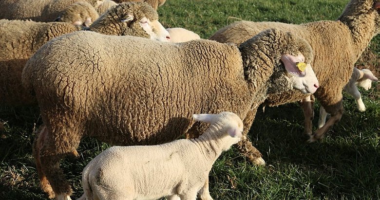 afyonkarahisar da tkdk destegiyle merasiz koyunculuk basarisi afyonkarahisar da tkdk destegiyle merasiz koyunculuk basarisi