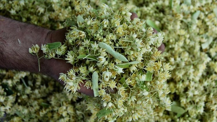 Ihlamuru böyle içiyorsanız aman dikkat! Faydadan çok zarar veriyor