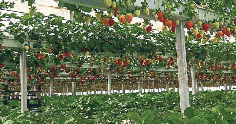 İzmir’de sepetini alıp dalından topla