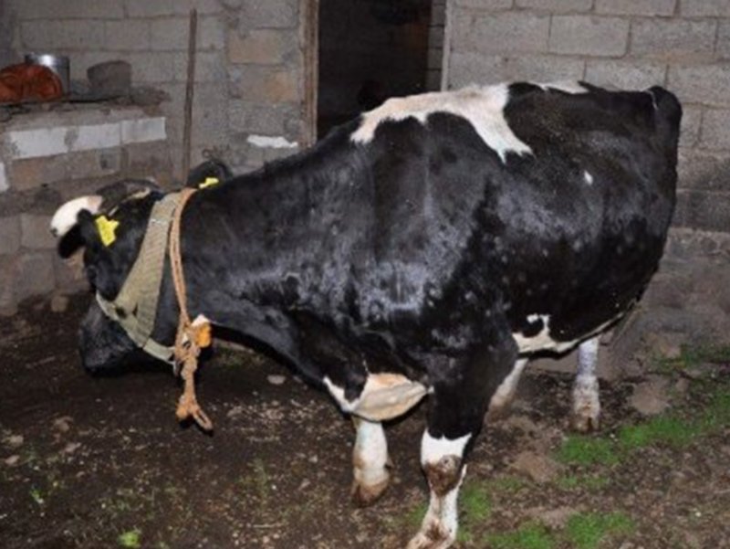 izmir de hayvanlarda cicek hastaligi tehlikesi yasam haberleri