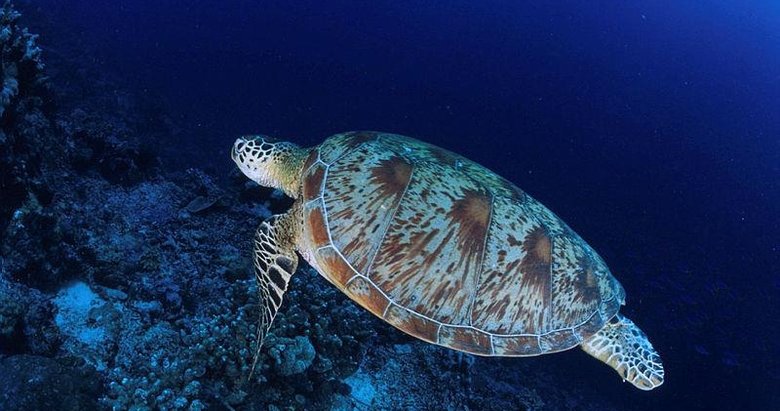 Deniz kaplumbağalarını besleyene 244 bin lira ceza