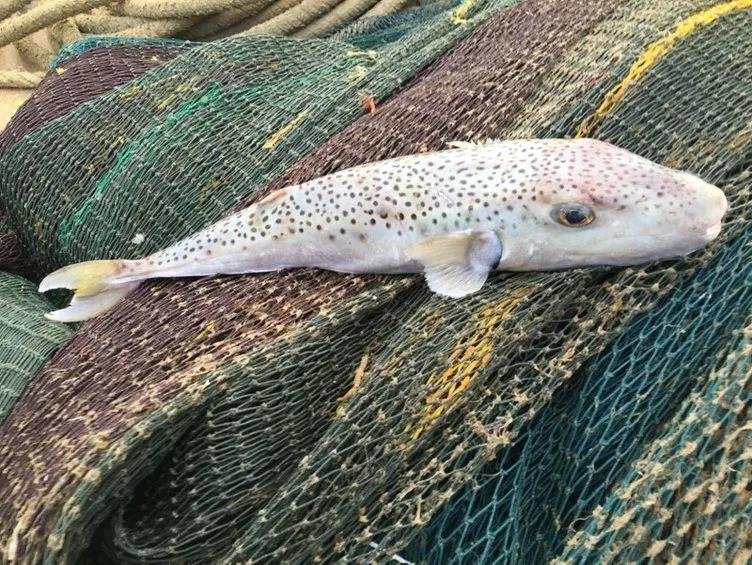 Uzmanlardan balon balığı için korkutan uyarı: En zehirli iki türü birden Türkiye’de