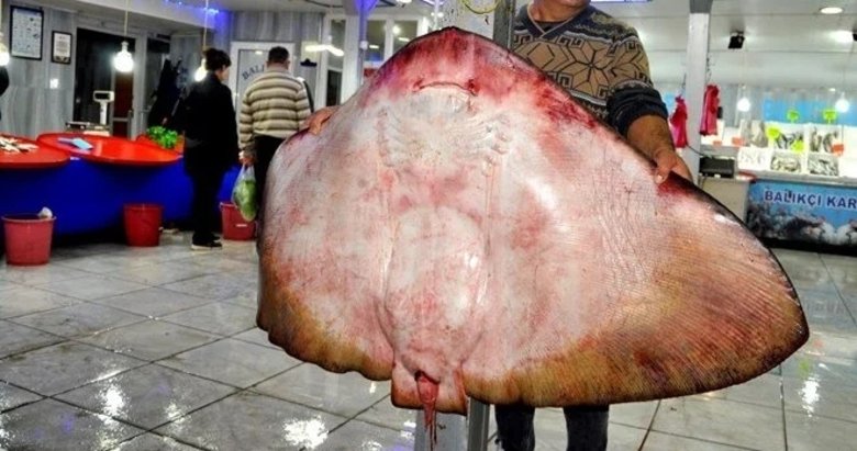 Muğla’daki balıkçılar 120 kiloluk vatoz yakaladı