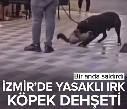 İzmir’de yasaklı ırk köpek dehşeti! Bir anda saldırdı...