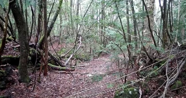Japonya’daki intihar ormanında intihar vakası!