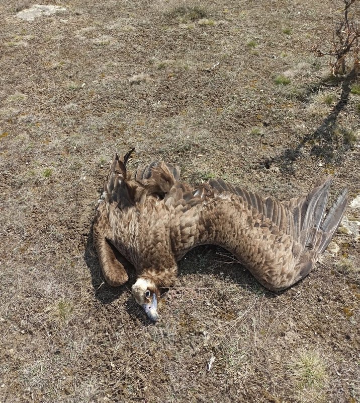 Afyonkarahisar’da koruma altındaki 7 kara akbaba ölü bulundu