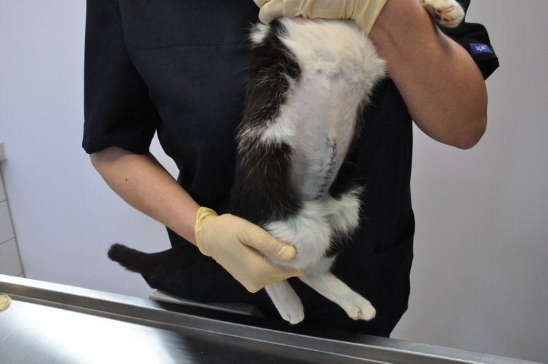 Kedinin karnından çıkan yok artık dedirtti! Bakın röntgeninde ne çıktı?