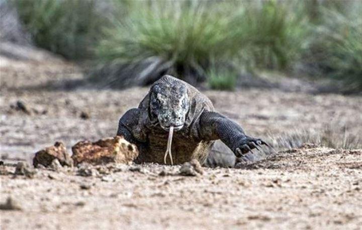 Komodo ejderinin korkunç av yöntemi