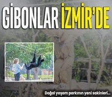 Gibonlar İzmir’de