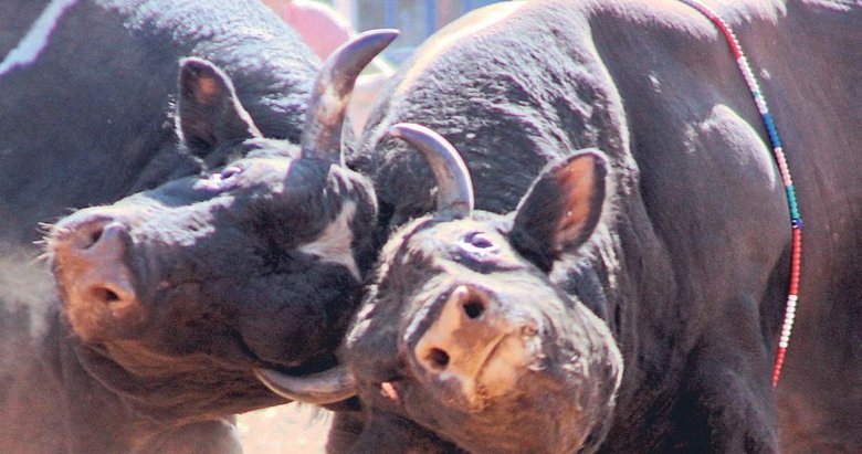 Boğalar mahalle için güreşti