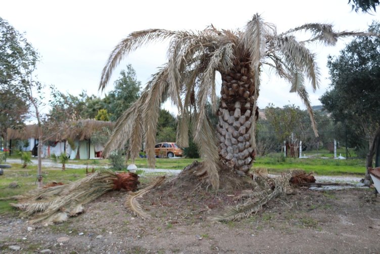 İzmir’i fırtına vurdu! Foça’da fırtınada ağaçlar devrildi, tekneler battı