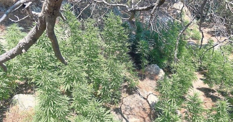 Ormanlık alanda yasadışı kenevir ekimine baskın