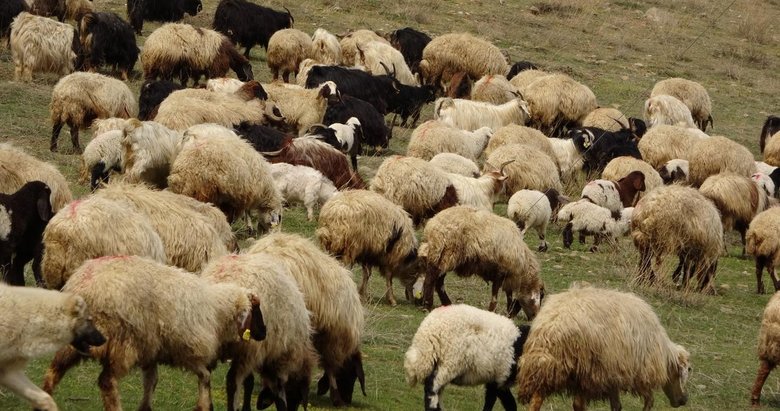 Yunanistan’da çiçek hastalığı nedeniyle koyun ve keçilerin taşınmasına yasak geldi