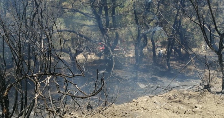 Datça’da çıkan orman yangınında 1 hektarlık alan zarar gördü